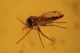 Several Fossil Flies (Diptera) In Baltic Amber #90873-8